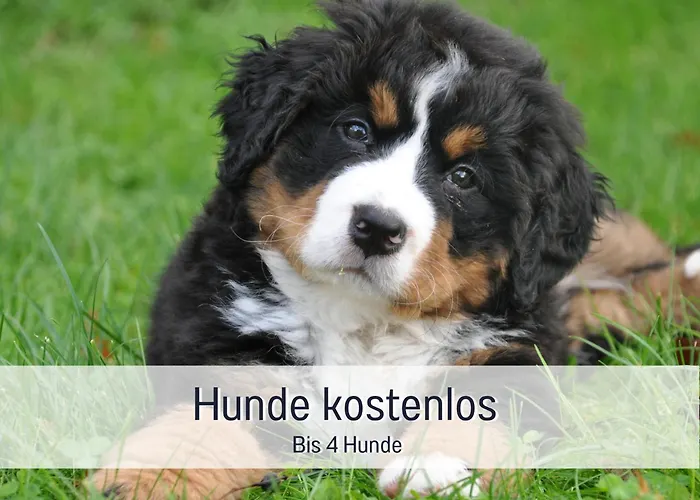 Am Feldrain - Urlaub Mit Hund Im Weserbergland 公寓